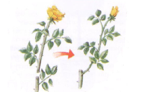 玫瑰花的修剪 玫瑰花的修剪