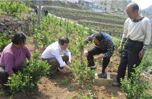 农户修剪金银花 农户修剪金银花