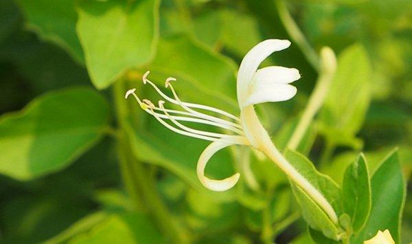 如何修剪金银花