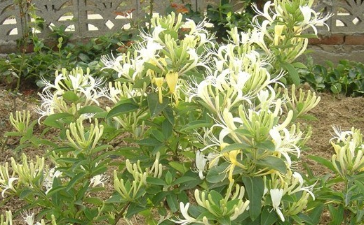 金银花-大毛花 金银花-大毛花