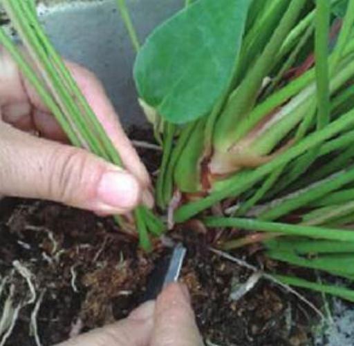 借助刀片分株红掌 借助刀片分株红掌