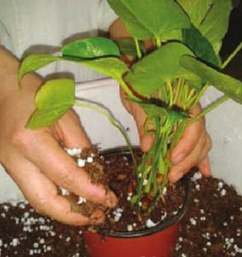 假植红掌 假植红掌