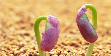 红掌种子催芽 红掌种子催芽