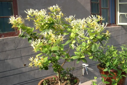 金银花的养殖 金银花的养殖