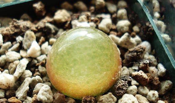 多肉植物灯泡的施肥方法