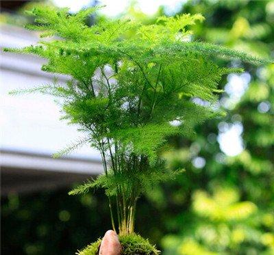 文竹换盆注意事项
