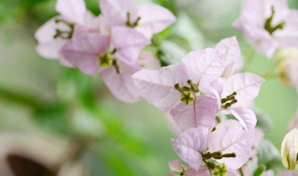 三角梅控水和促花方法