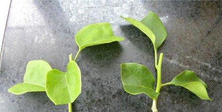 三角梅枝条
