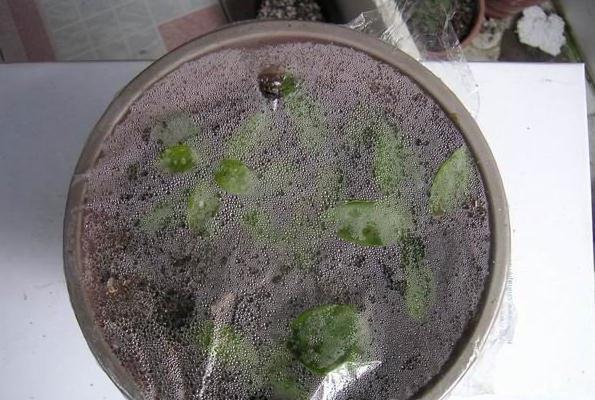 三角梅加保鲜膜加湿