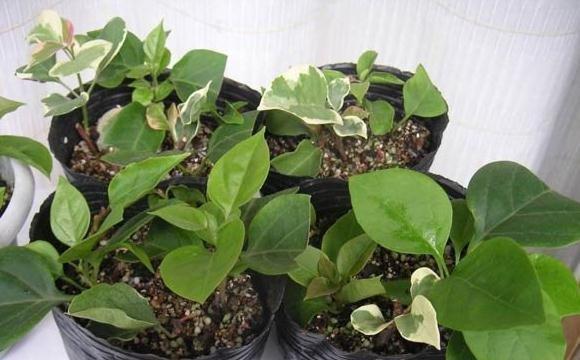 三角梅分植上盆