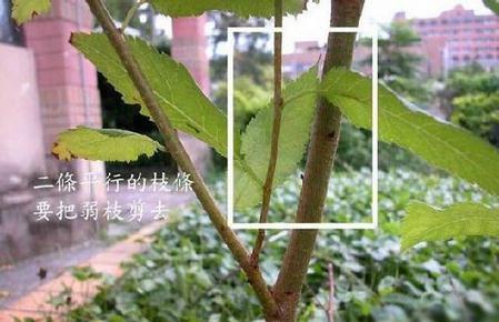 三角梅的平行枝条 三角梅的平行枝条