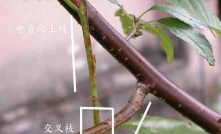 三角梅的交叉枝 三角梅的交叉枝