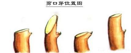 修剪三角梅的口芽 修剪三角梅的口芽