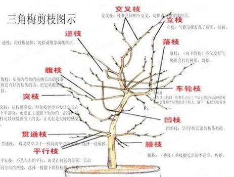 三角梅枝条示意图 三角梅枝条示意图