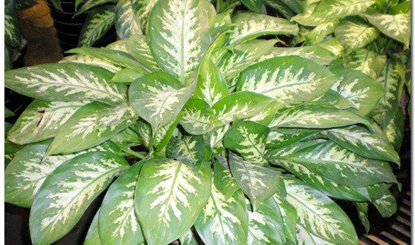 花叶万年青的养护技巧