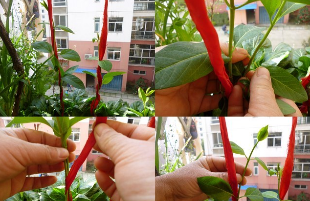 金银花