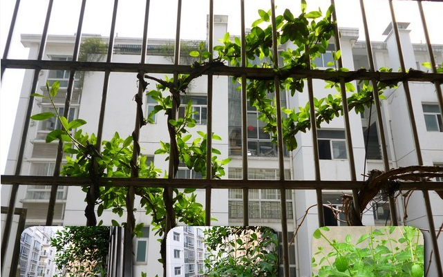 攀爬型金银花修剪