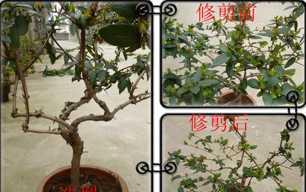 盆栽金银花修剪