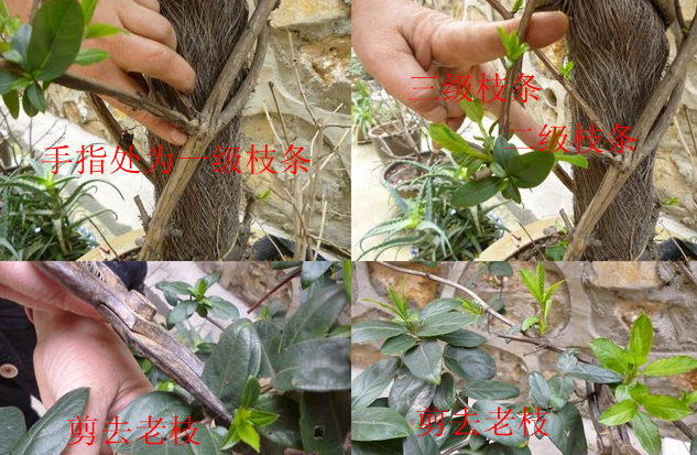 金银花的修剪
