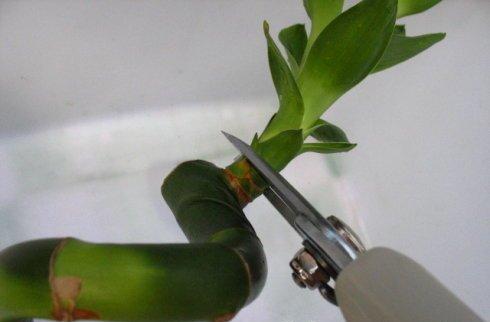 剪取富贵竹的芽