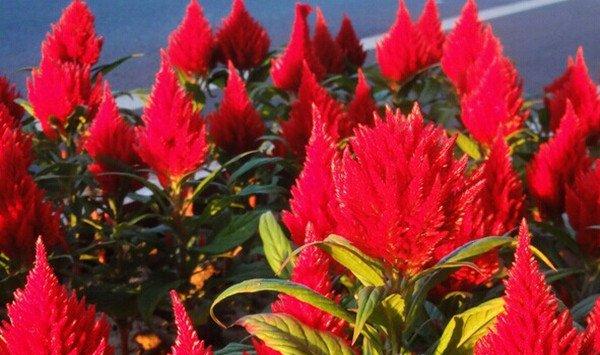 盆栽火炬花怎么养 盆栽火炬花怎么养