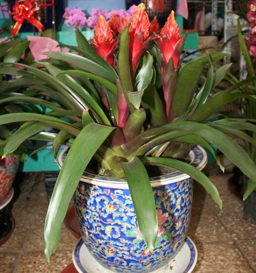 室内盆栽火炬花 室内盆栽火炬花