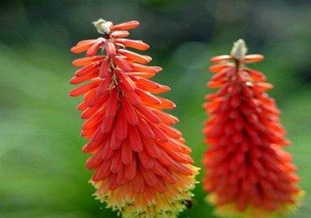 光照下的火炬花 光照下的火炬花