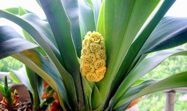 如何让万年青开花结果