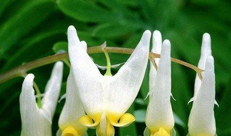 荷包牡丹开花