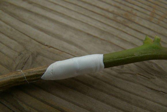 用生料带(胶带)包裹三角梅枝条 用生料带(胶带)包裹三角梅枝条