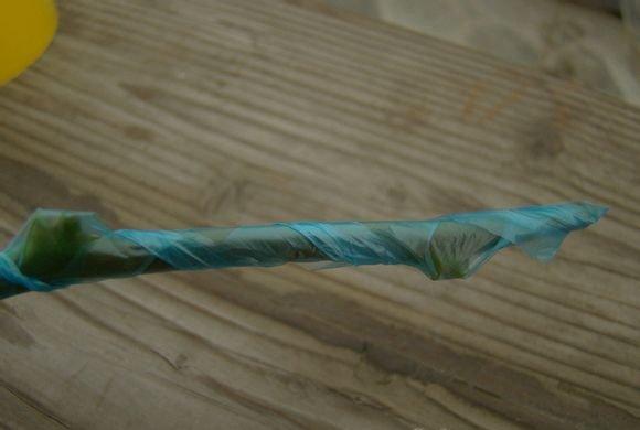用垃圾袋包裹枝条 用垃圾袋包裹枝条