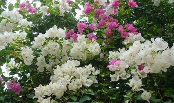 三角梅嫁接方法（图解）