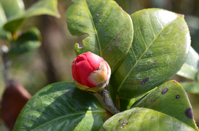 茶花不开花 茶花不开花