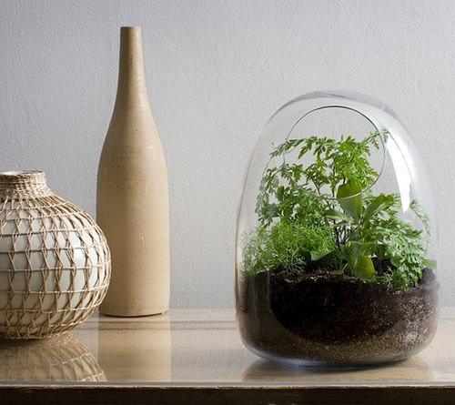 选择铁线蕨植株