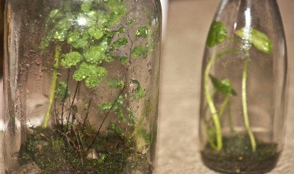 怎样瓶栽铁线蕨