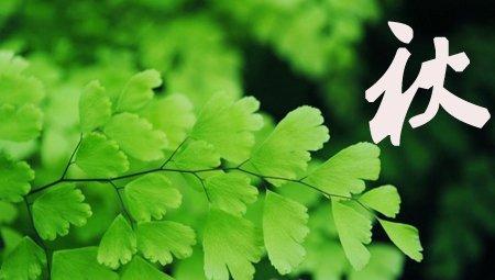 铁线蕨秋