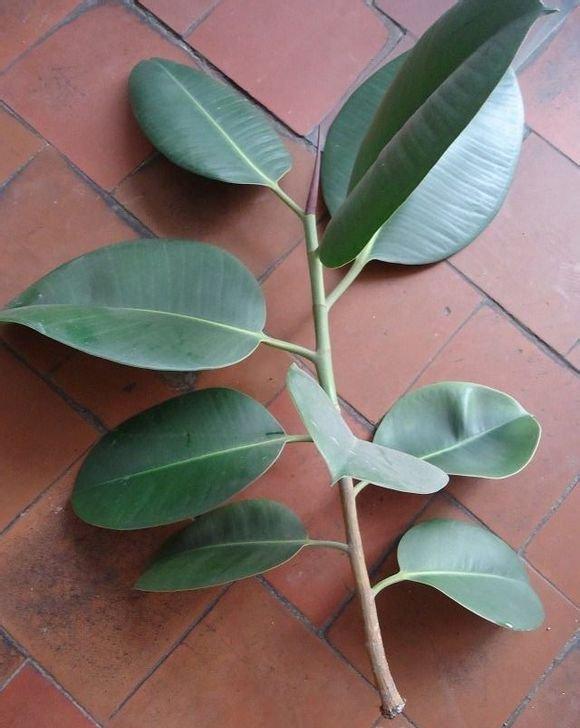 橡皮树枝条