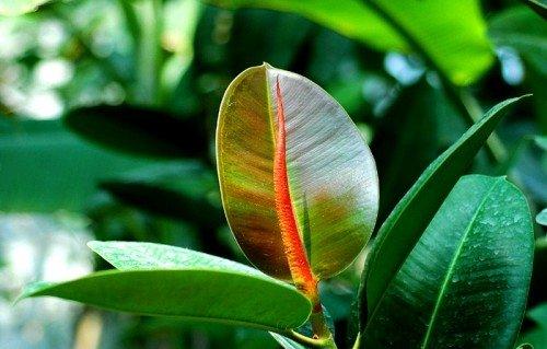 橡皮树的秋季养护