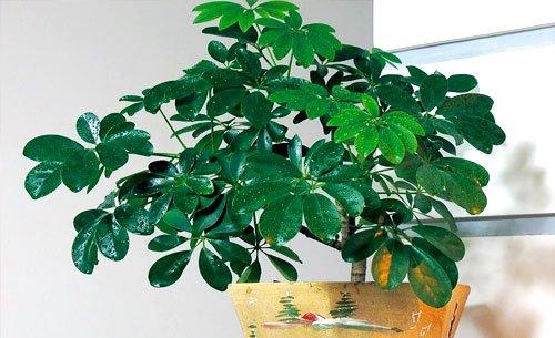 鸭脚木美图 鸭脚木美图