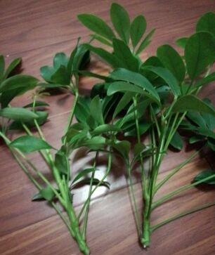 鸭脚木枝条 鸭脚木枝条