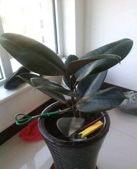 鸭脚木短截 鸭脚木短截