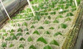 橡皮树叶插