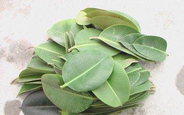 橡皮树叶片