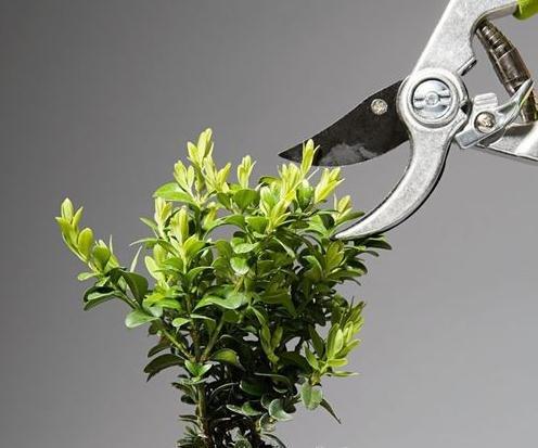 杜鹃花修剪步骤 去花蕾