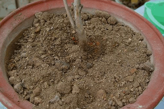 敦实植料