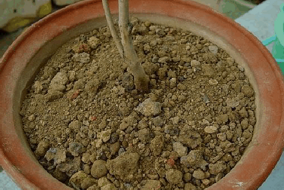压紧茶花盆土