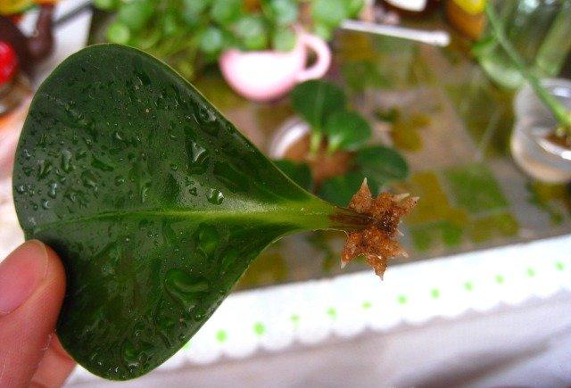 豆瓣绿生根
