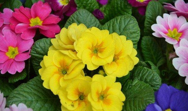 怎样控制报春花的花期