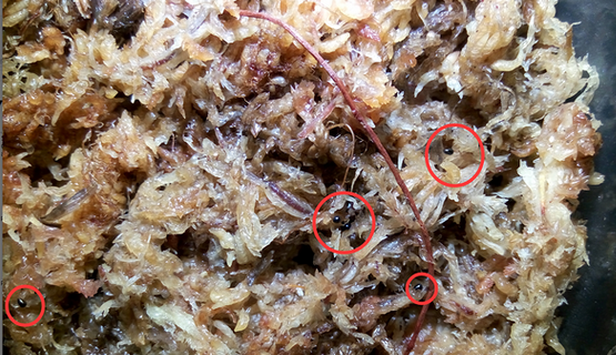 水苔上门撒捕蝇草种子 水苔上门撒捕蝇草种子