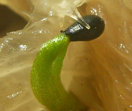 捕蝇草发芽 捕蝇草发芽